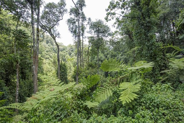 Bwindi Impenetrable National Park